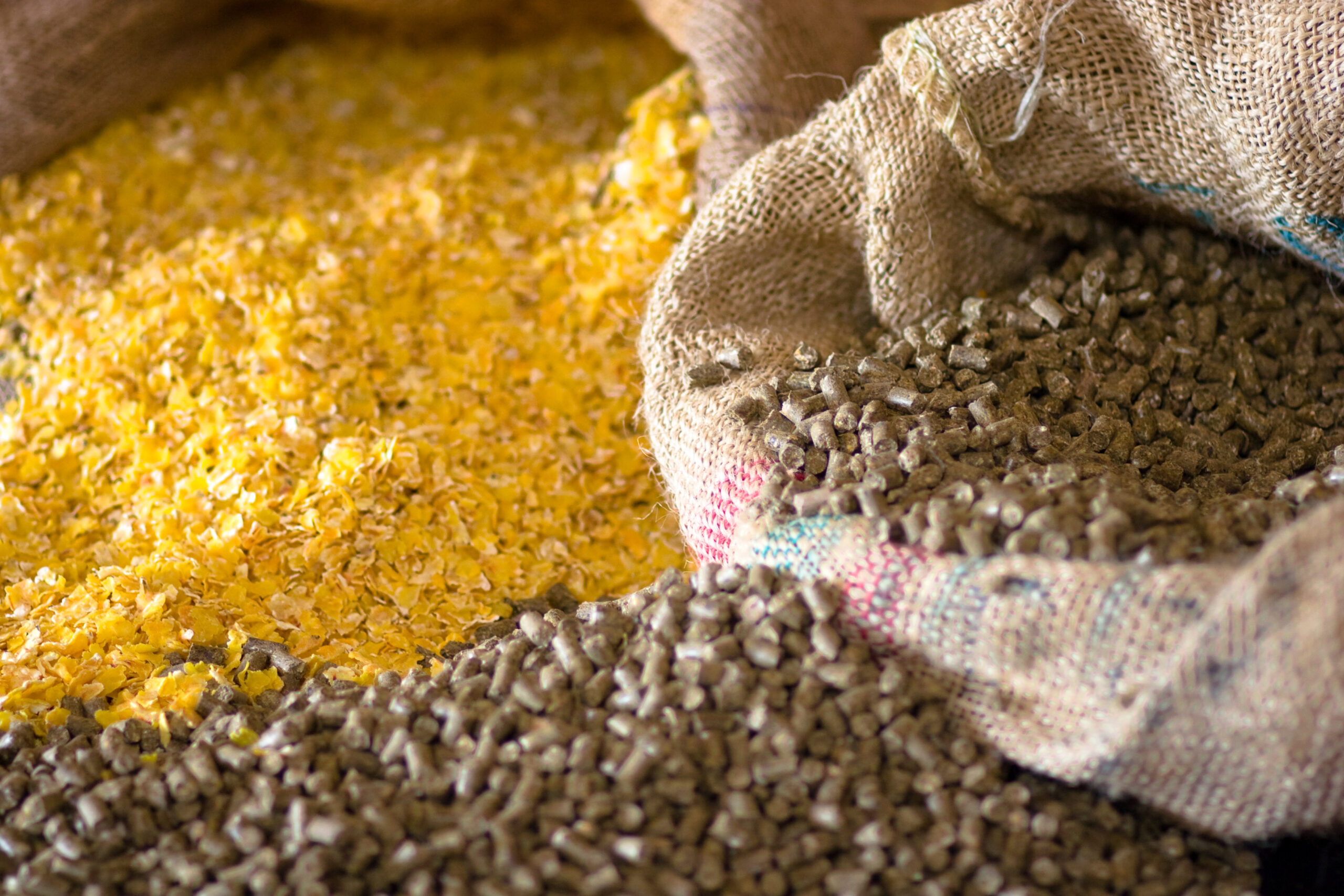 animal corn food animal corn food