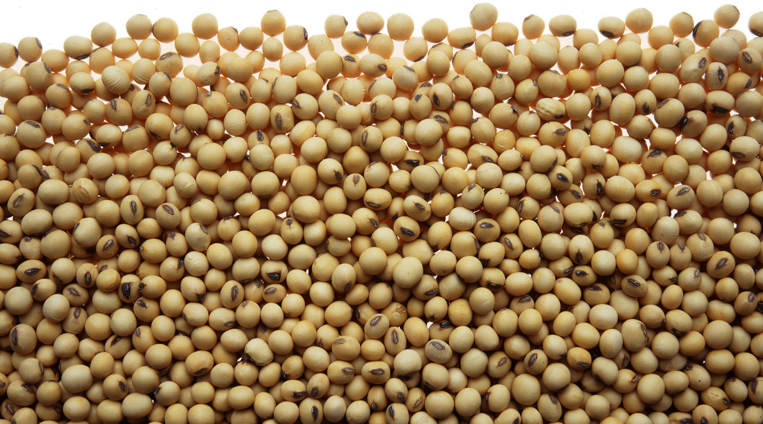 Soybeans_003