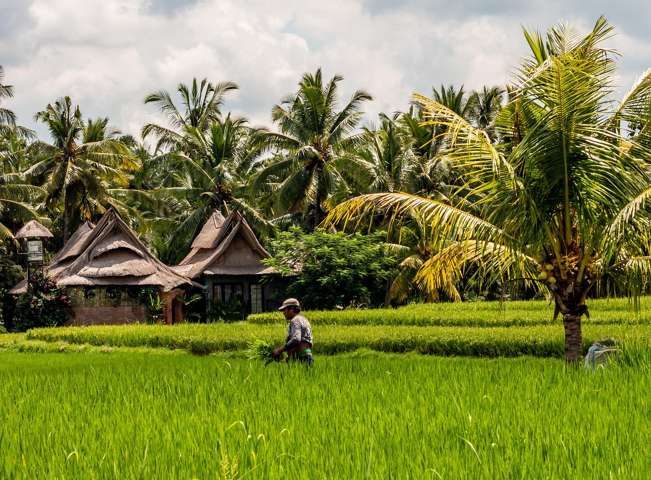 palm-bali-palmoil