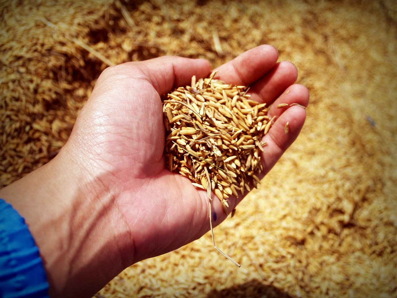 Grains Grains