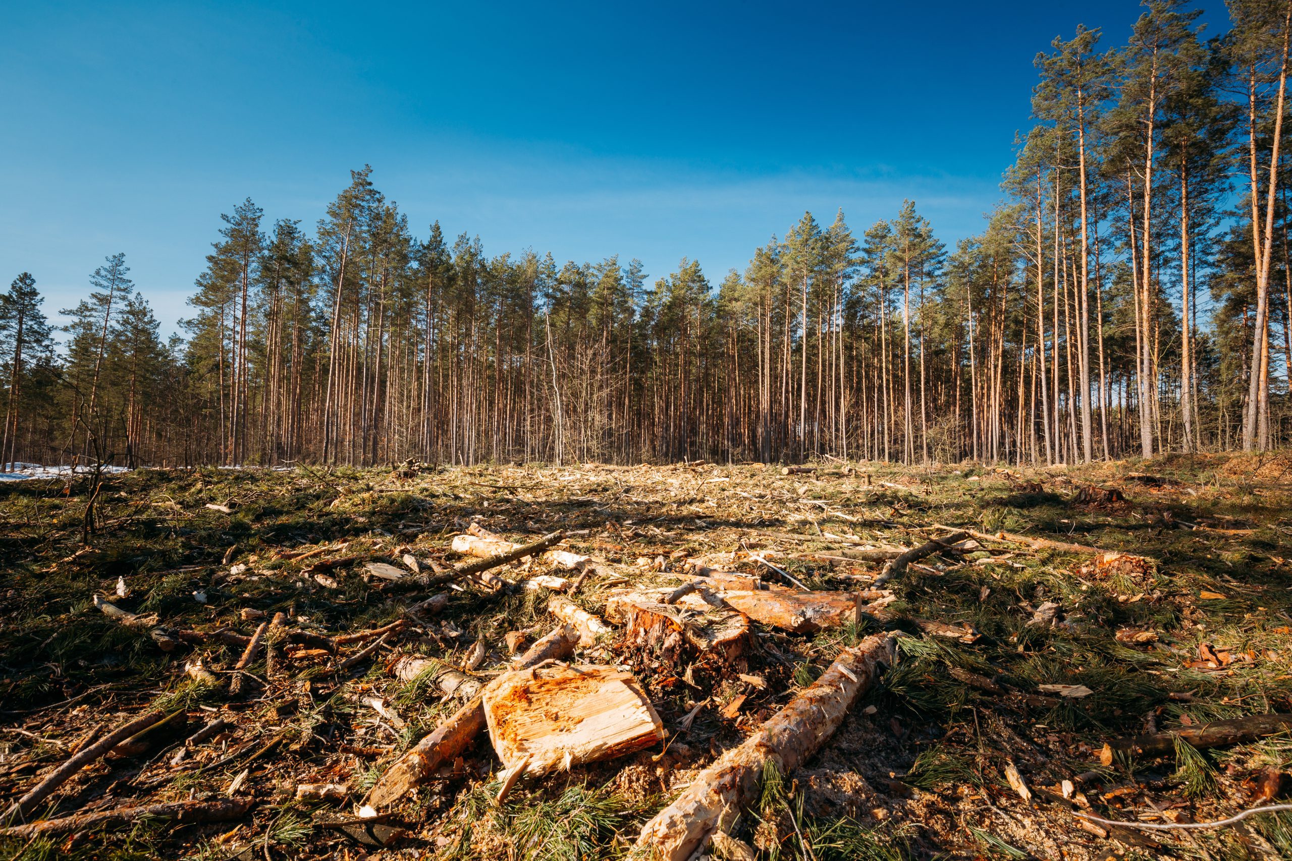 EU Deforestation Regulation open-house webinar